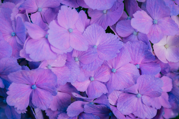 雨后白丁香花