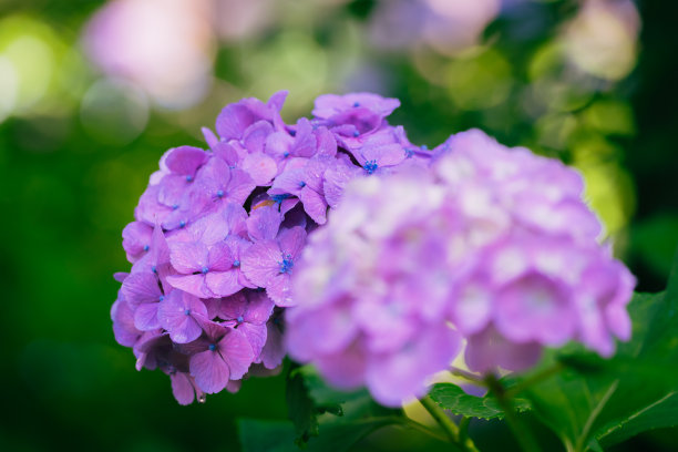 雨后白丁香花