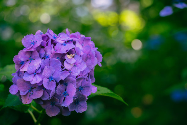 雨后白丁香花