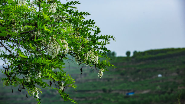 天水