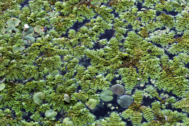 水面漂浮的绿苔