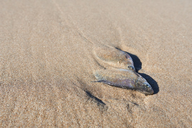 水边死鱼