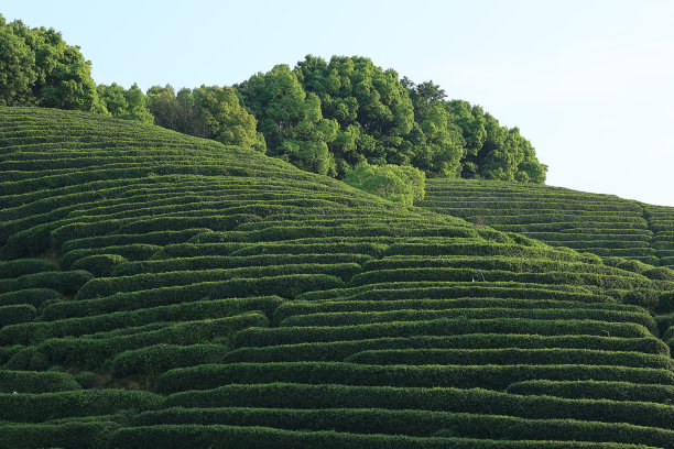 西湖龙井茶