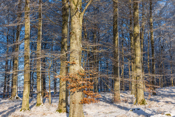 冬日枯树林