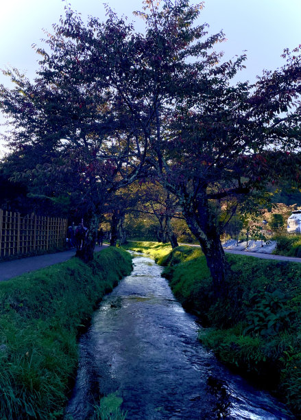 小溪,枫树,水
