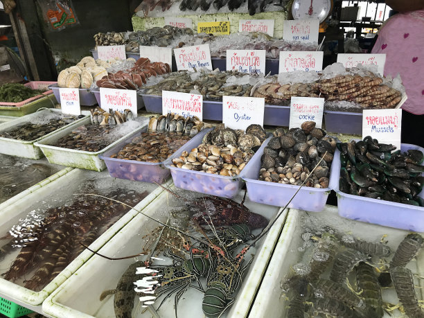 蛤蜊文蛤花蛤海鲜水产