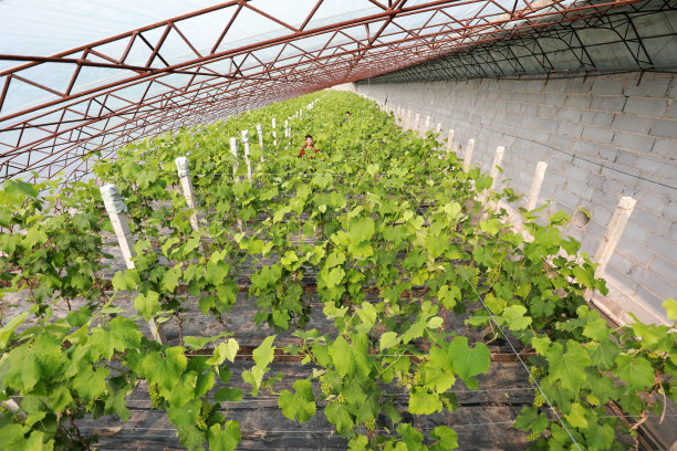 大棚种植葡萄