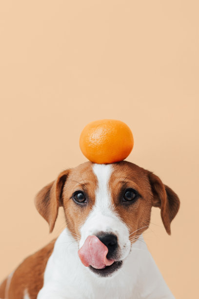 橘橘狗
