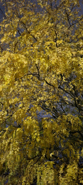 秋天国槐树