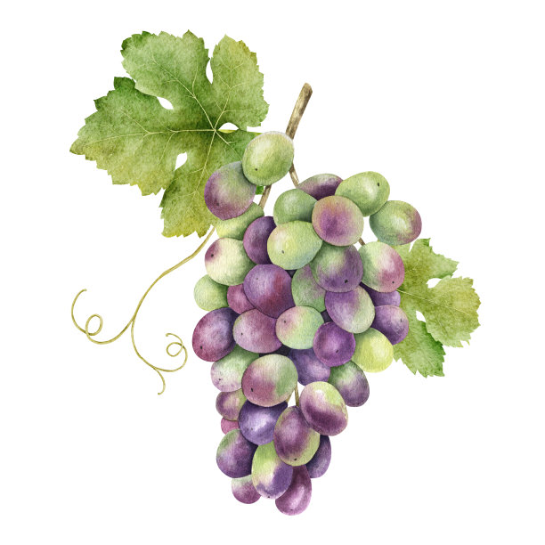 葡萄包装箱 紫色葡萄 绿色葡萄