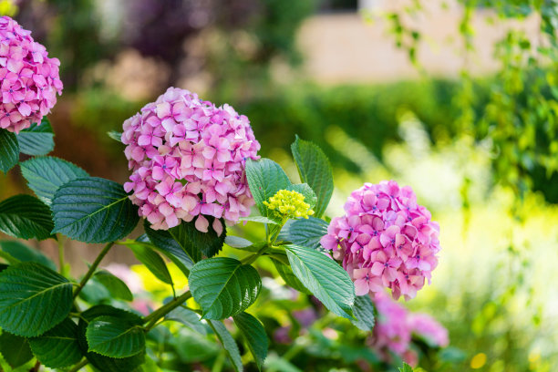 雨后白丁香花