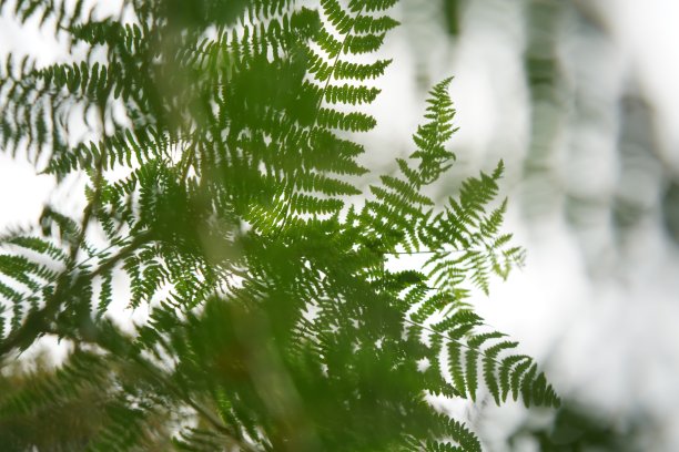 高清黑色背景绿色蕨类植物叶子