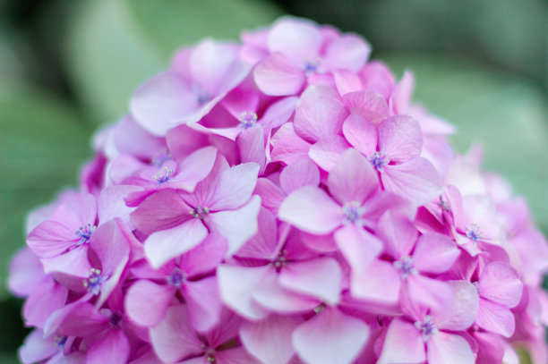 雨后白丁香花