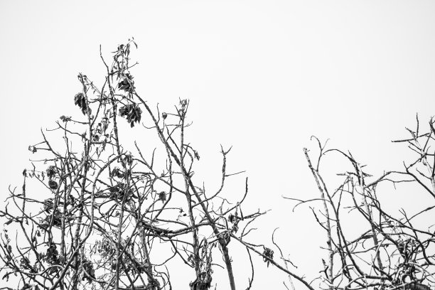枯树素材,黑白树