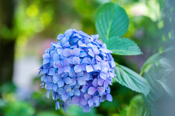 雨后白丁香花