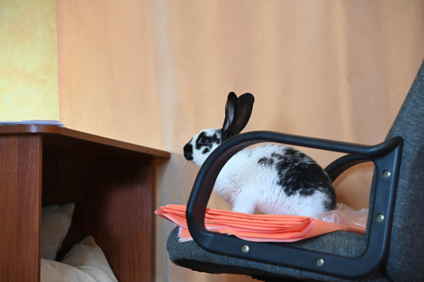 椅子上的兔子