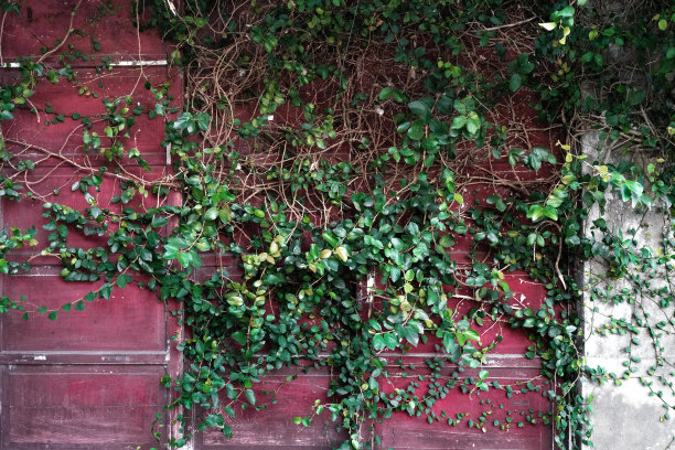 绿叶,老竹墙