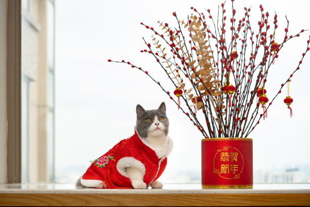 传统节日,灯笼,小猫