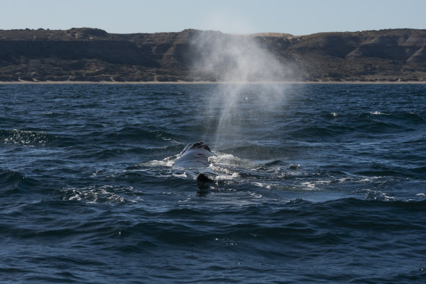 露脊鲸,南极脊美鲸,马德林港