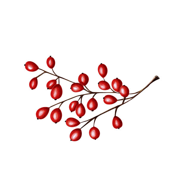 鲜艳圣诞红果实插图