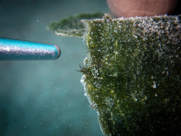 海底世界微生物珊瑚