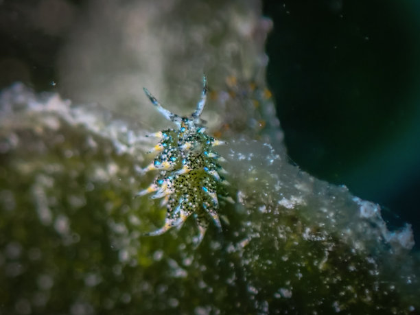 海底世界微生物珊瑚