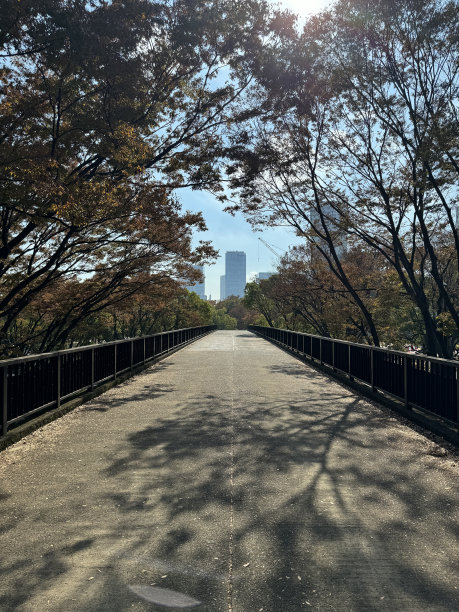 道路 蓝天 公园 树荫 阳光 