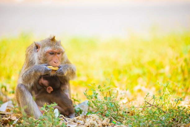 猴子和猴妈妈