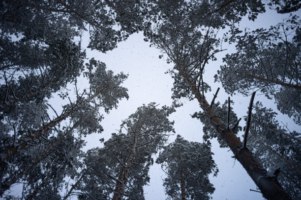 圣诞老人滑雪