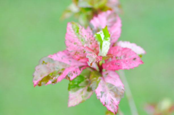 月季花花朵与花蕾