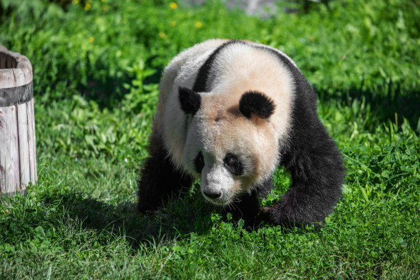 大熊猫,熊猫,濒危物种