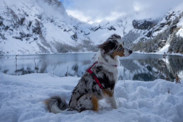 犬科,纯种犬,阿尔卑斯山脉