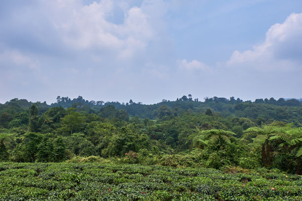 农作物,茶树,种植园