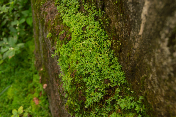 蘑菇石墙
