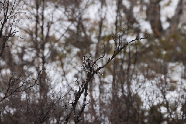 树枝上的猛鸮