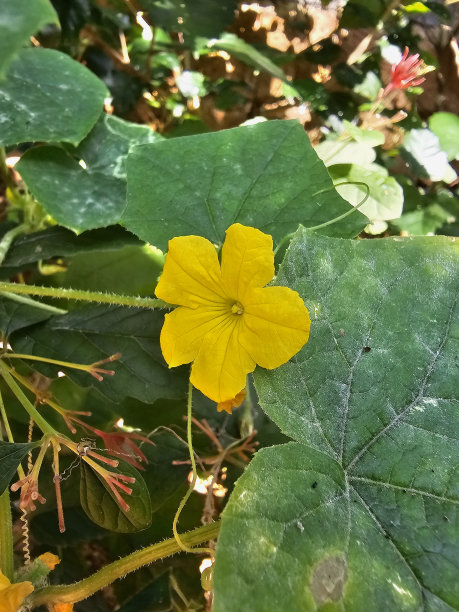 漂亮的丝瓜花