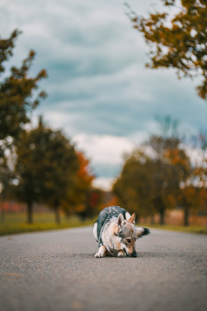 秋天道路上的小狗