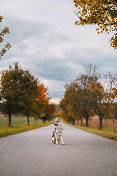 秋天道路上的小狗