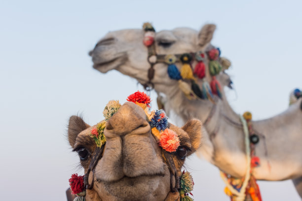 阿拉伯骆驼配饰