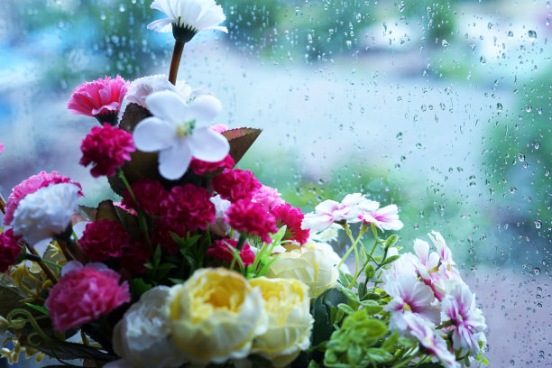 雨后菊花高清摄影