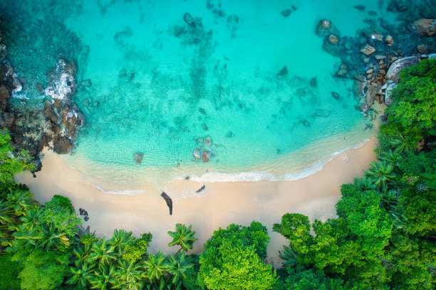 大气海边椰树背景