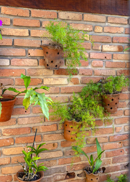 墙上生长的绿色植物