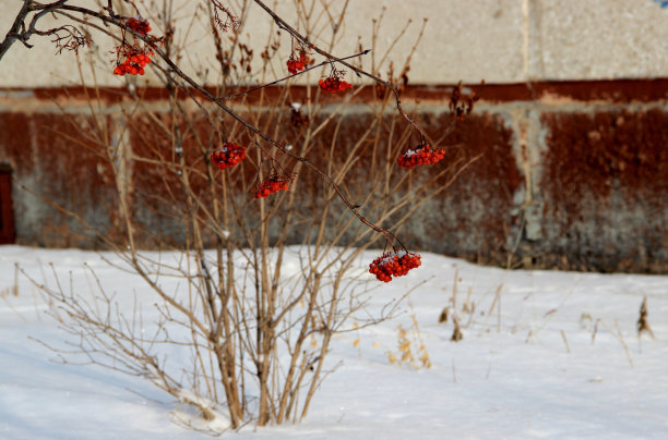 红墙枝叶雪景