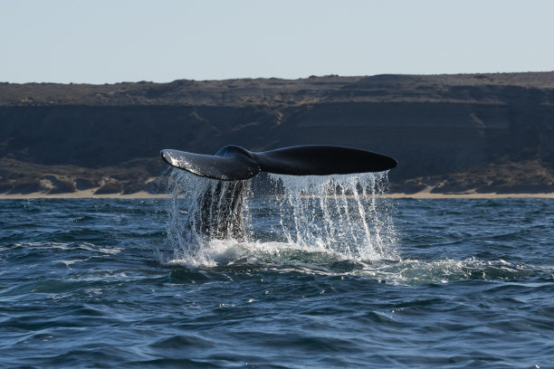 北大西洋露脊鲸