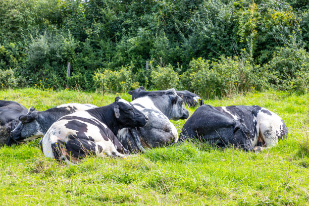 休息中的牛群