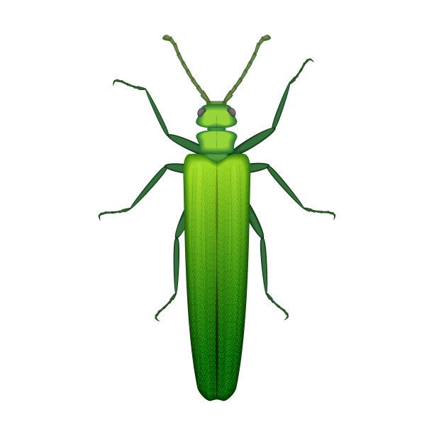 绿色立体虫子纹