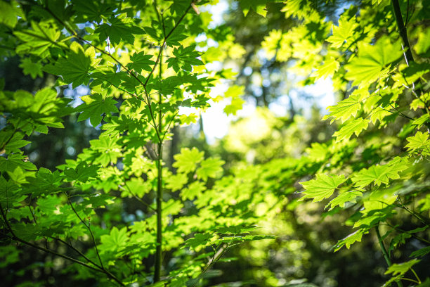环何 森林 绿色 低碳 太阳
