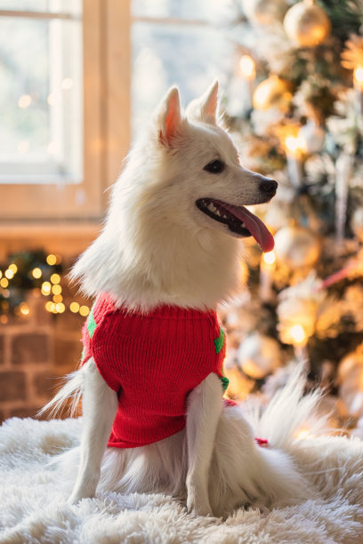 圣诞装饰,纯种犬,圣诞树