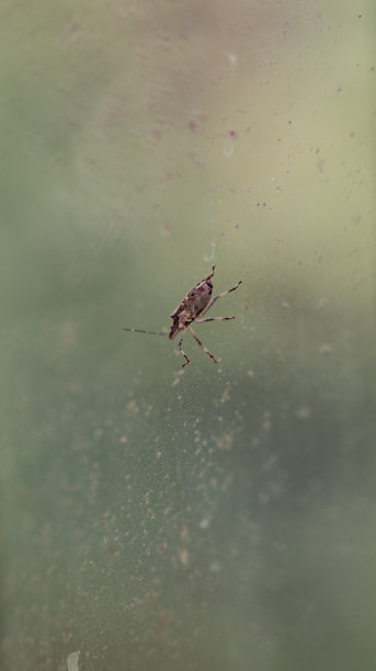 发光眼睛生物特写