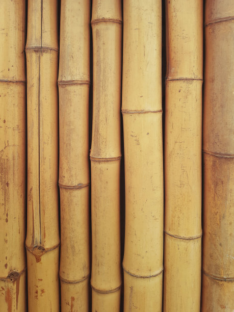 竹子壁画